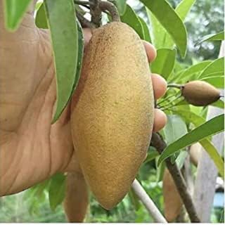 PlantExotic Original Variety Langcha/Lancha Sapota Plant/ Chikoo (Sapota) Grafted Plant