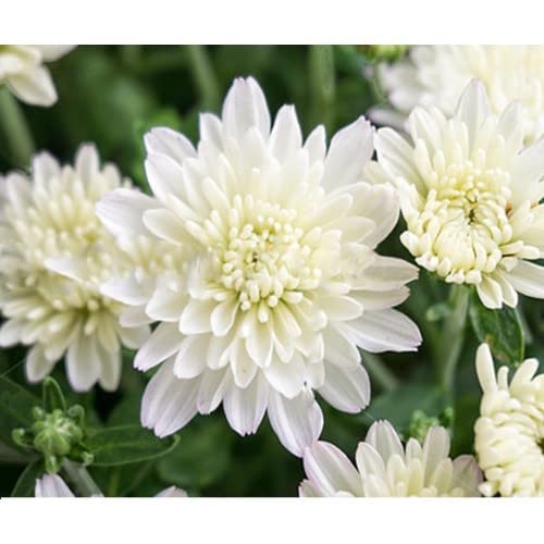 PlantExotic Snowball Chrysanthemum White Live Plant