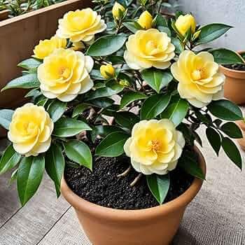 Yellow Camellia (Camellia Japonica) Live Plant
