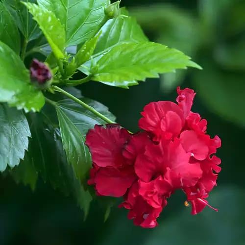 Hibiscus Red Double Petal