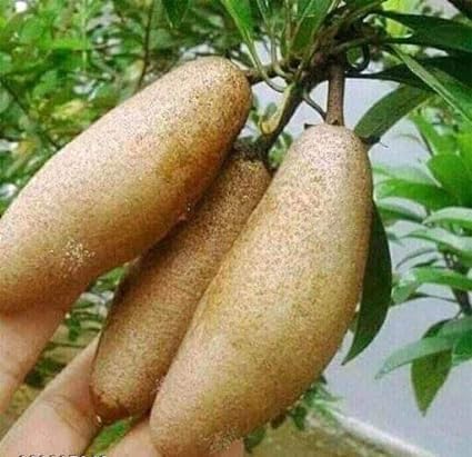 PlantExotic Original Variety Langcha/Lancha Sapota Plant/ Chikoo (Sapota) Grafted Plant