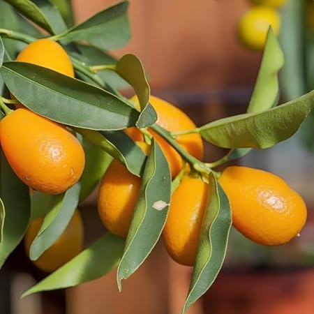 Kumquat Orange + Malta Combo (Pack of 2)