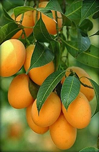 Lakshmanbhog Mango Grafted Plant