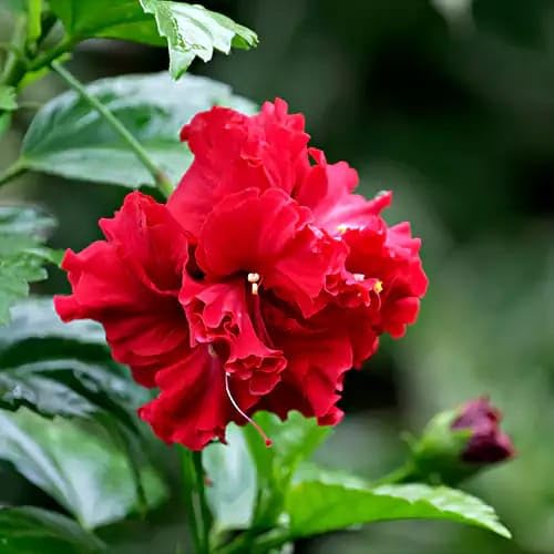 Hibiscus Red Double Petal