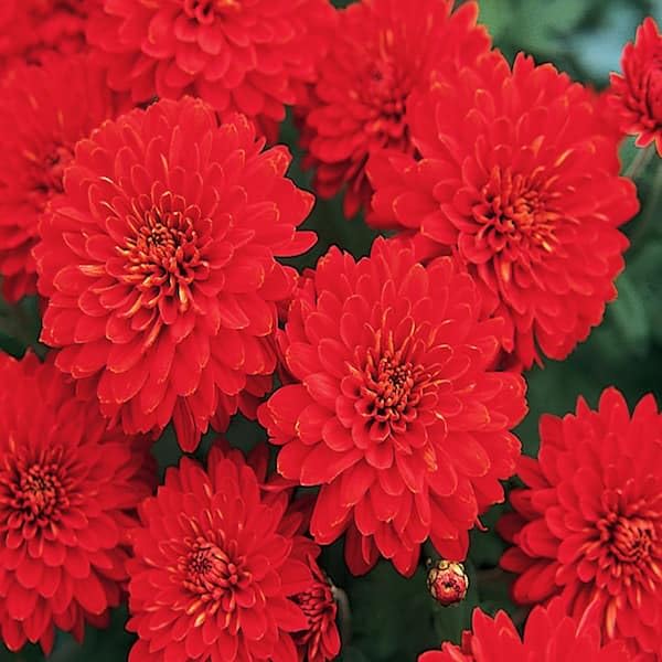 Snowball Chrysanthemum Red (Hybrid)