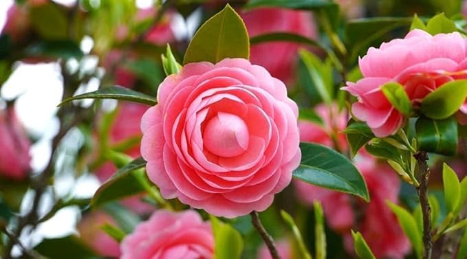 Camellia Pink Perfection Hybrid