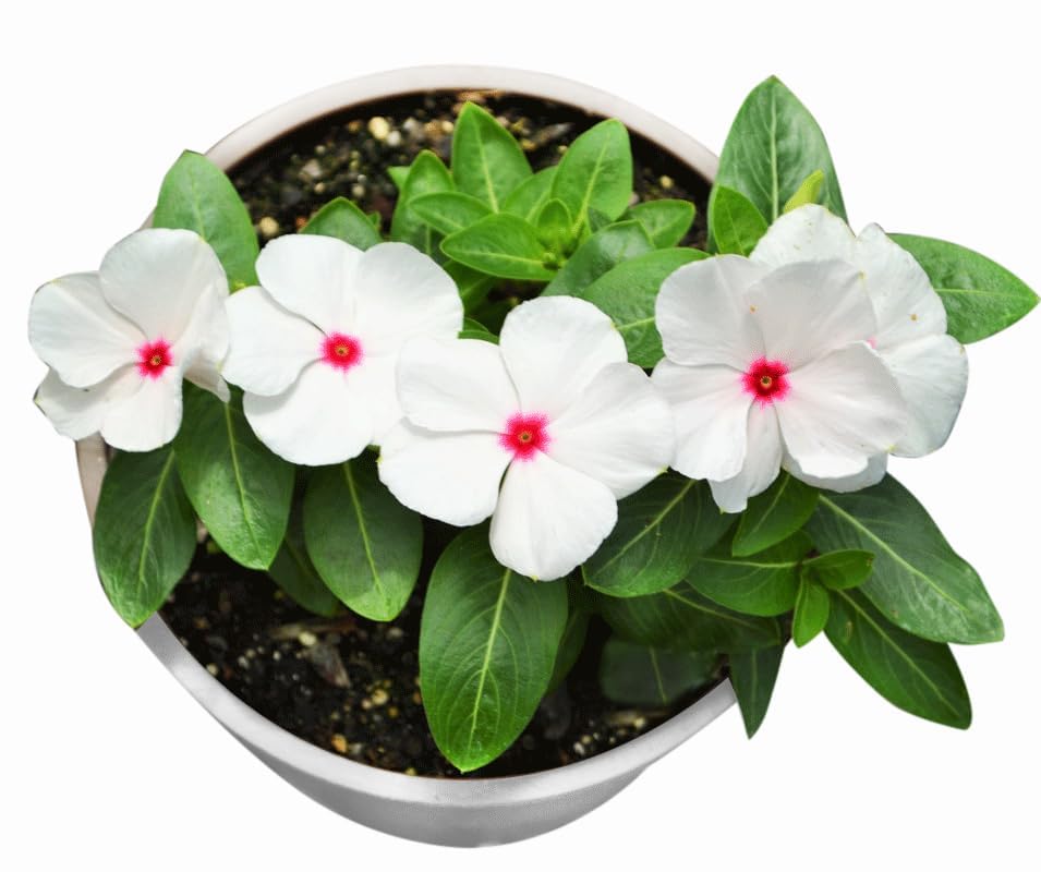 PlantExotic White Red Vinca Live plant Seedless Flower Plants|All Season Periwinkle growing Best for Home, Office & Garden.