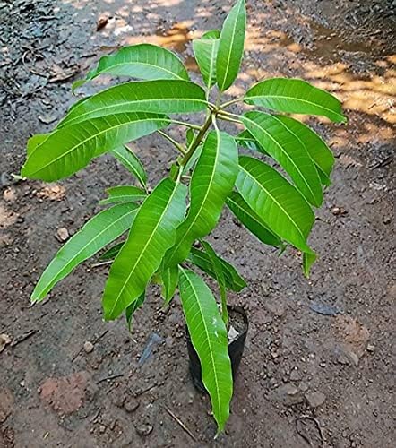 Mallika Mango Hybrid Live Plant | Banarasi (GRAFTED) Type