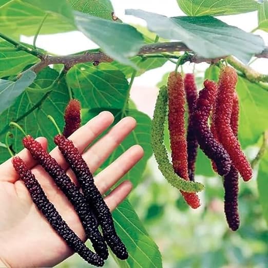 Finger Taiwan Mulberry (Shahtoot) Grafted Plant