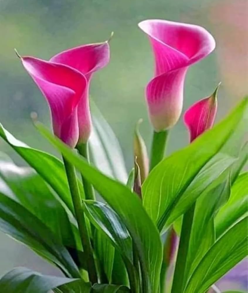 Pink Peace Lily Indoor Live Plant
