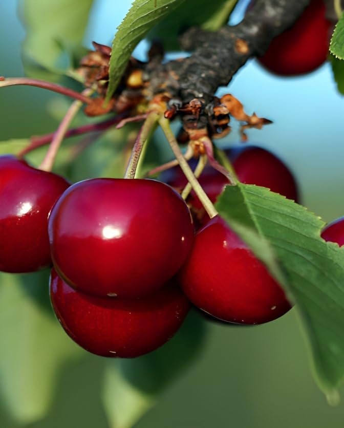 PlantExotic Sweet Red Barbados Cherry Healthy live Fruit Plant for Home Garden Tree Fruit Plant Pack of 1 in Grow Bag (Fruit Plant Height-2Ft To 3 Ft)
