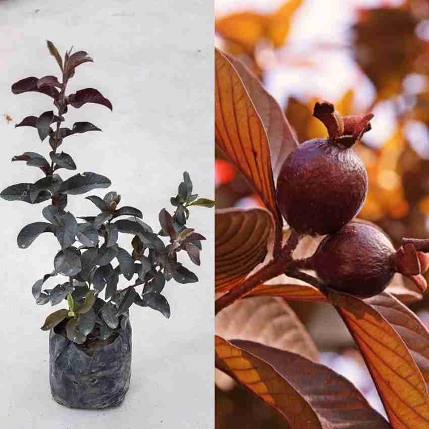 Malaysian Sweet Red Guava Live Plant