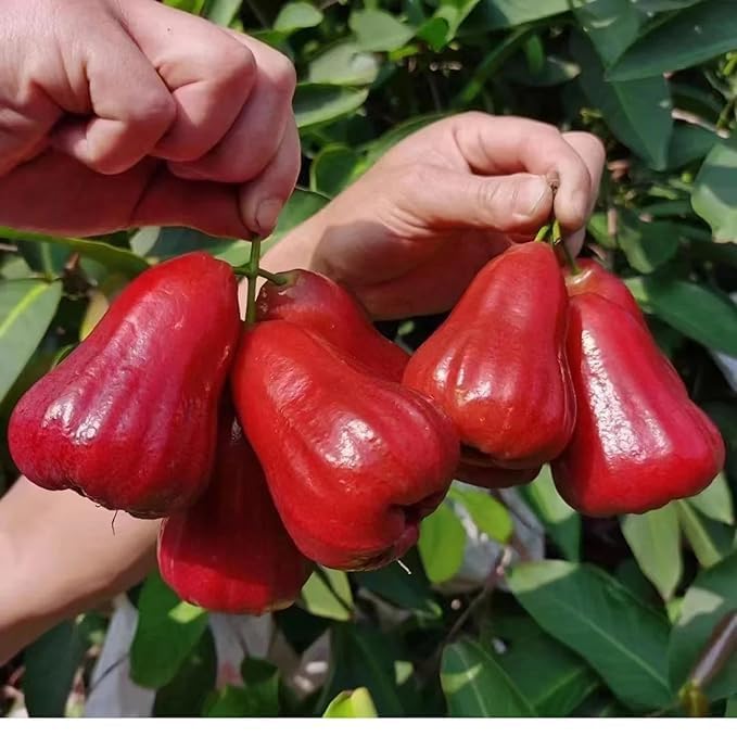 Red Java Water Apple Live  Plant (GRAFTED)