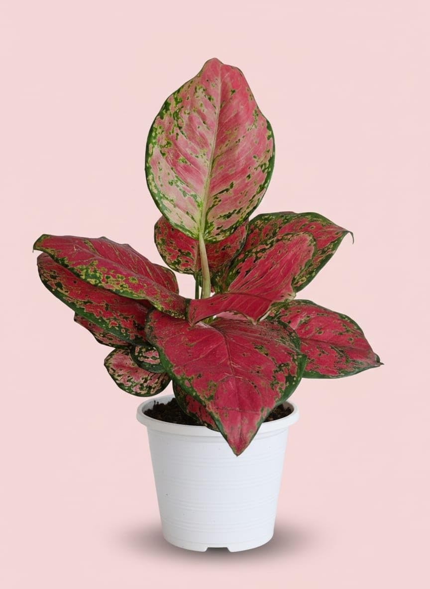 Aglaonema Dotted Pink Live Indoor Plant | Decorative Air Purifying Foliage Plant