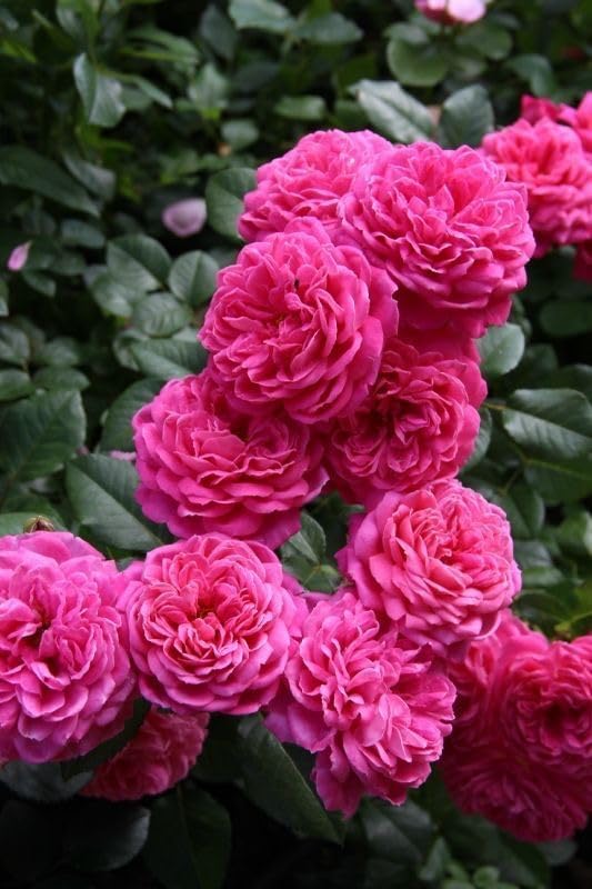 Climbing Rose Pink Live Plant
