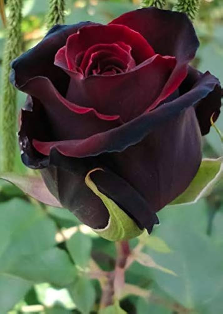 Climbing Rose Maroon Live Plant