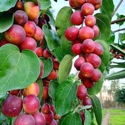 Red Kashmiri Sinduri Apple (Jujube) Grafted Plant