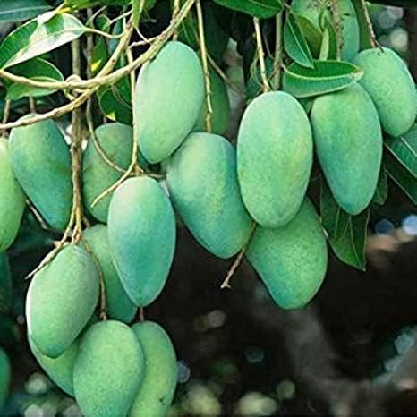 Sadabahar Mango Baramasi Grafted Live Mango Plant