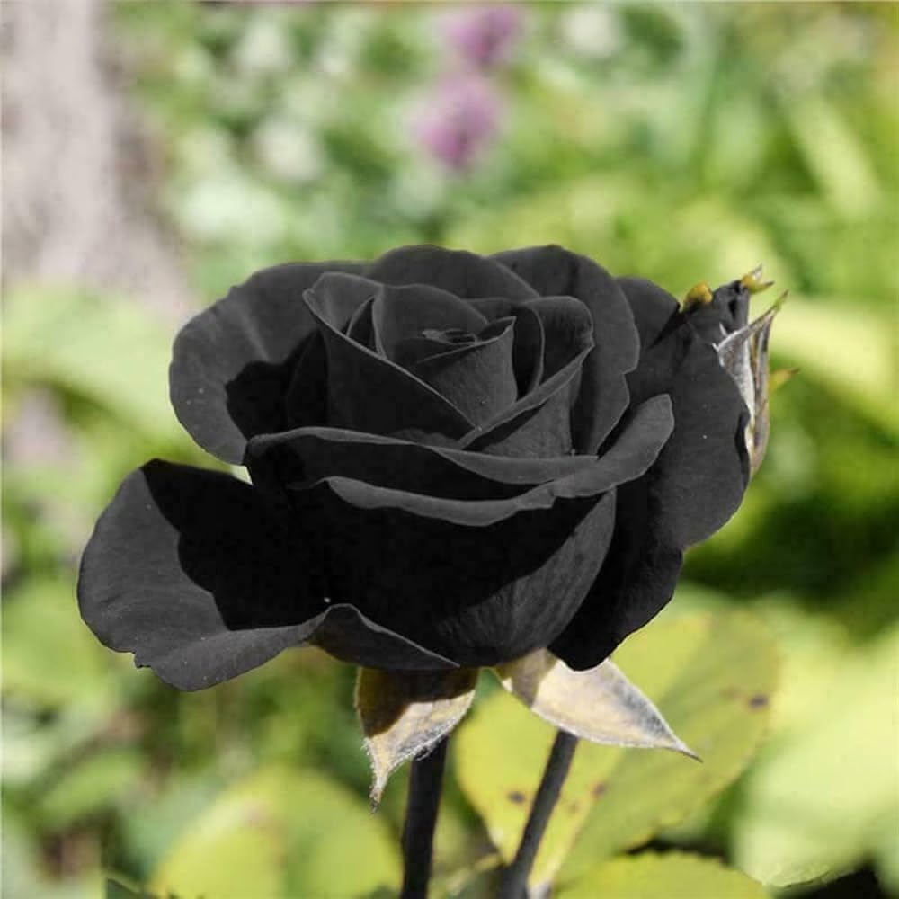 Climbing Rose Black Purple Live Plant