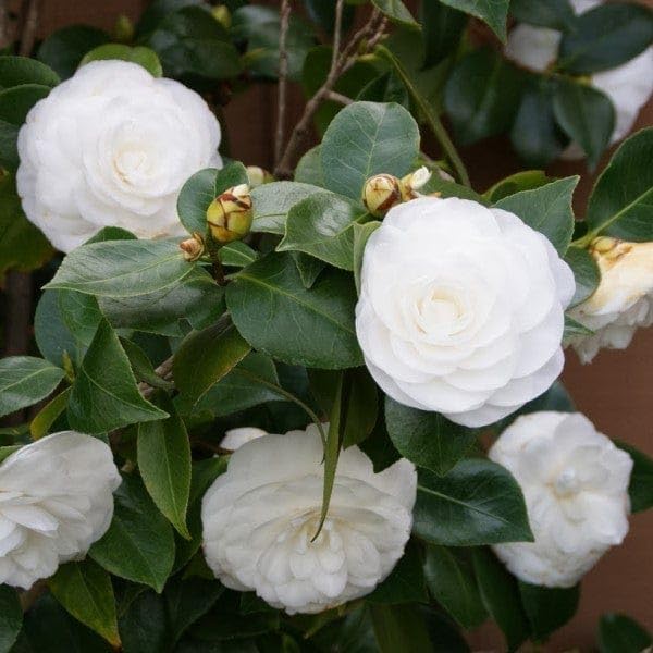 PlantExotic White Camellia (Camellia Japonica) Live Plant