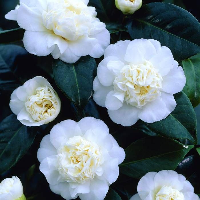 PlantExotic White Camellia (Camellia Japonica) Live Plant