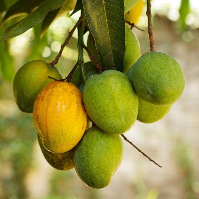 Honey Kiss Mango (Thailand) Grafted
