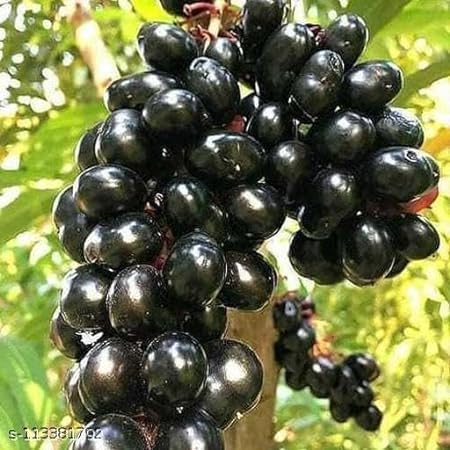 Jamun (Wax Apple Hybrid) Plant/Black Jamun Plant