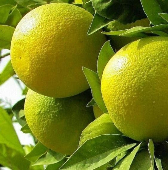 Bari 1 Malta Mosambi Special Grafted Plant