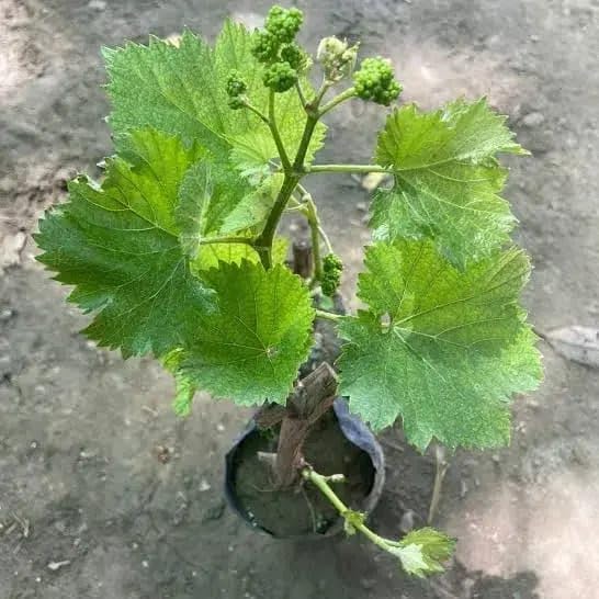 PlantExotic Sweet Seedless Green Grape Vine (Sweet Angoor)Live Plant.