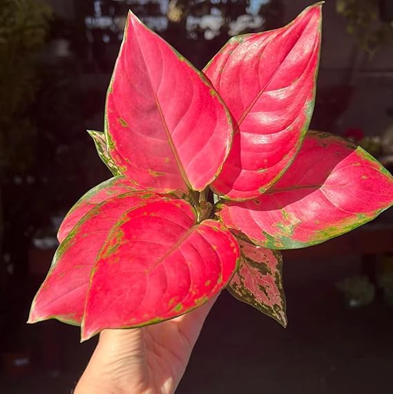 Aglaonema Beauty Live Indoor Plant | Air Purifying Decorative Foliage Plant