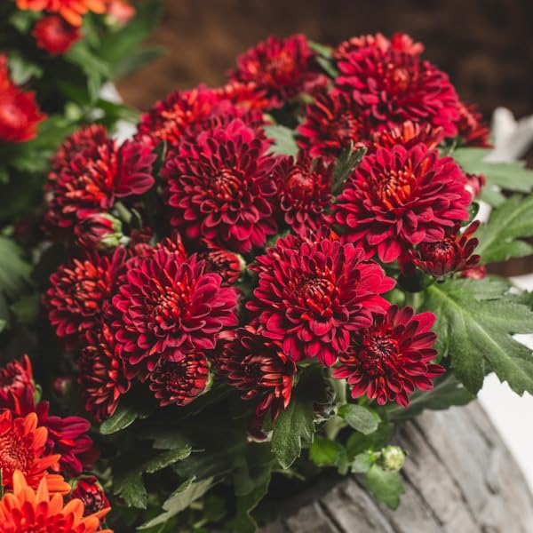 Snowball Chrysanthemum Red (Hybrid)