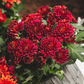 Snowball Chrysanthemum Red (Hybrid)