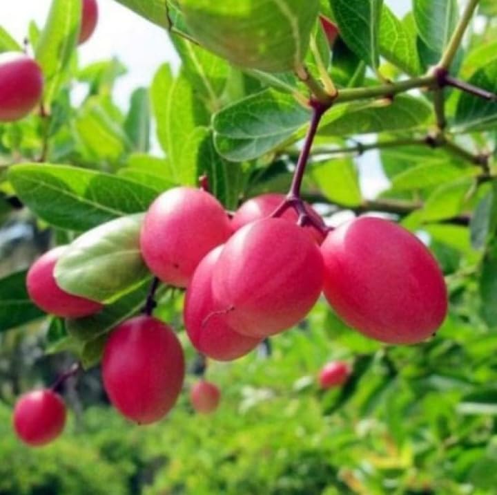 Thai Sweet Karonda Seedless Live Plant | Early Fruiting Carissa Carandas | Rare Exotic Fruit Plant for Home Garden