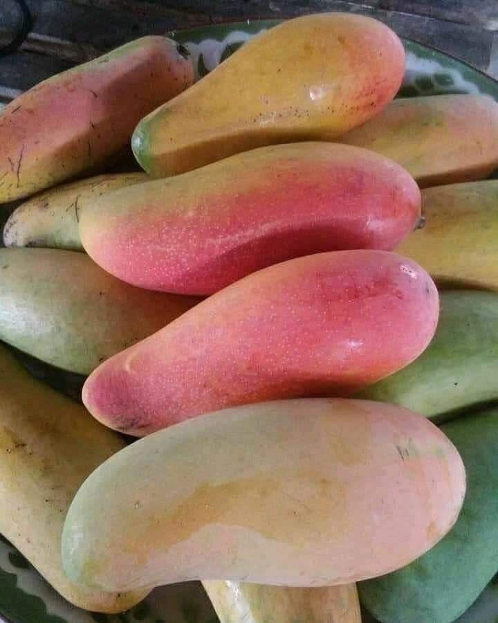 Thai Red Banana Mango Grafted Live Plant