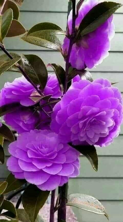 Climbing Rose (Dark Purple)