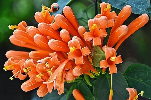 Flaming Trumpet Vine (Orange Bignonia Venusta healthy Live Plant)