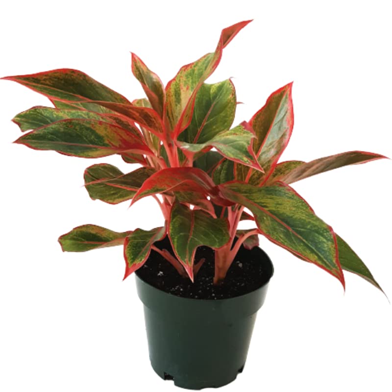 Aglaonema Auspicious Red Live Indoor Plant | Decorative Air Purifying Foliage
