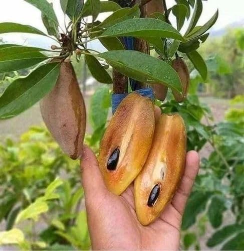 PlantExotic Sweet & Tasty Thai Long Banana Sapota/Chiku Live Plant(GRAFTED) All Time Variety.
