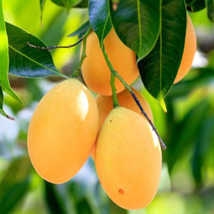 Lakshmanbhog Mango Grafted Plant