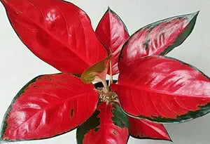 Aglaonema Eastern Red Live Indoor Plant | Decorative Air Purifying Foliage Plant