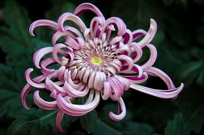 Snowball Chrysanthemum Pink (Hybrid)