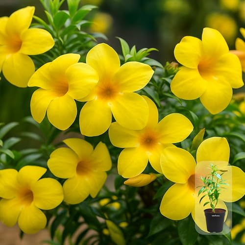 Allamanda Yellow (Golden Trumpet) Live Flowering Plant | Round The Year Bloomer