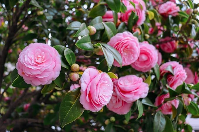Camellia Pink Perfection Hybrid