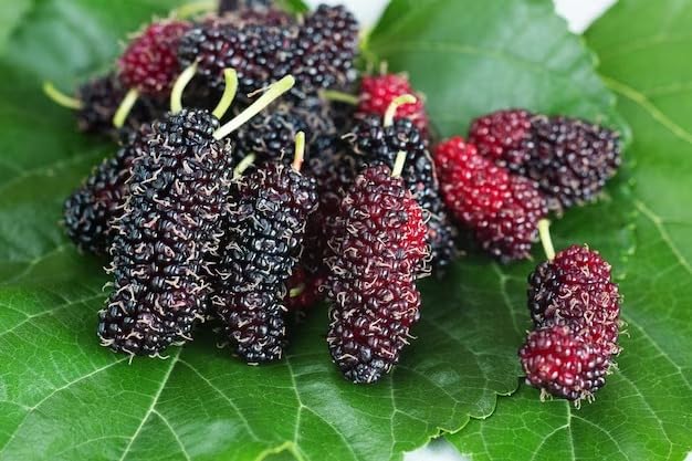 Finger Taiwan Mulberry (Shahtoot) Grafted Plant