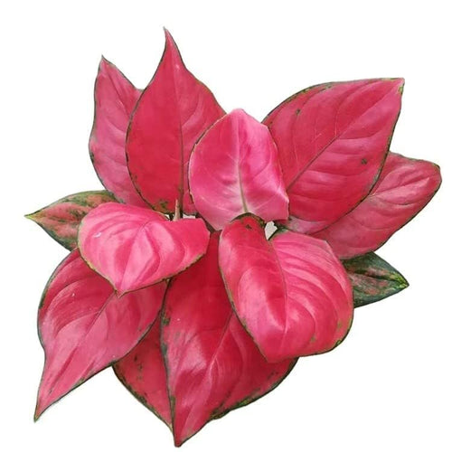 Aglaonema Beauty Live Indoor Plant | Air Purifying Decorative Foliage Plant