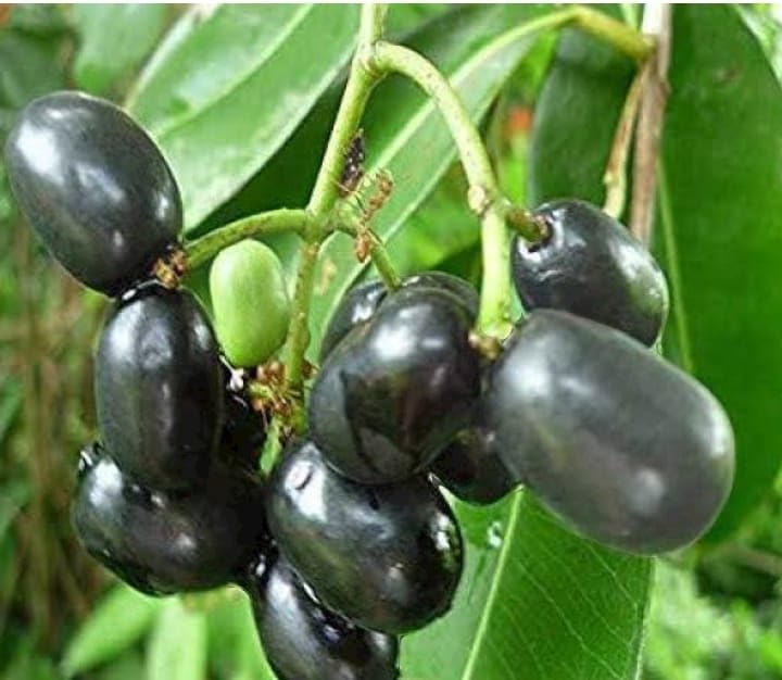 Jamun (Wax Apple Hybrid) Plant/Black Jamun Plant