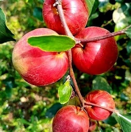 Red Kashmiri Sinduri Apple (Jujube) Grafted Plant