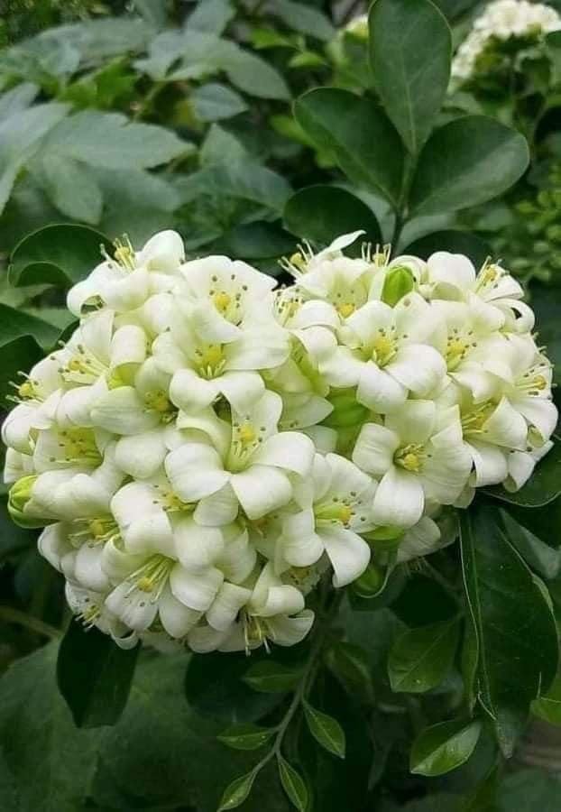 Madhu Kamini Hybrid Flower Plant