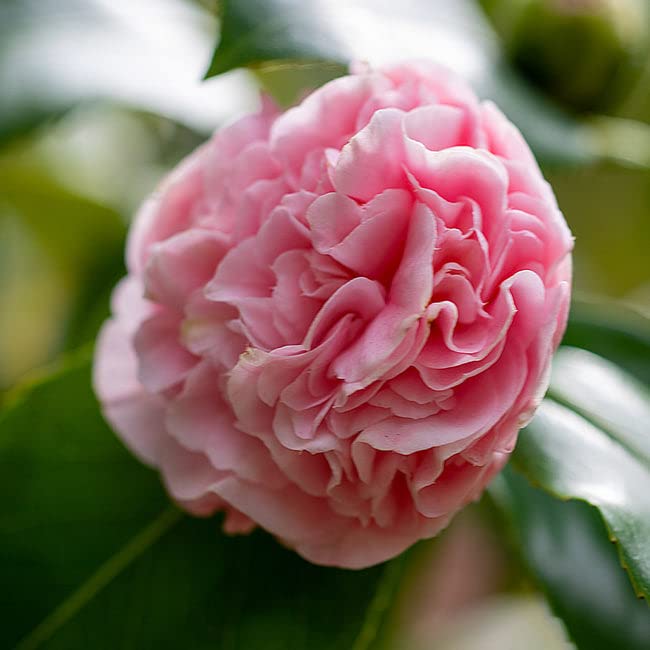 Pink Camellia Air Layered Plant