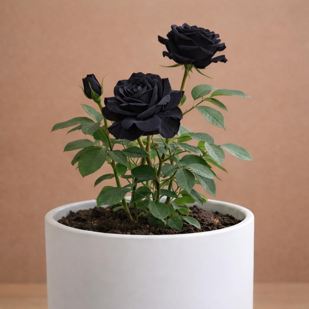 Rare Black Rose Grafted  Live Plant